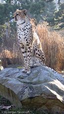 Gepard (5 von 41).jpg